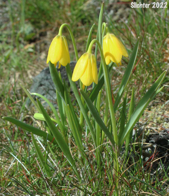 Yellow Bells, Yellow Fritillary, Yellow Missionbells: Fritillaria pudica (Synonyms: Lilium pudicum, Ochrocodon pudicus)