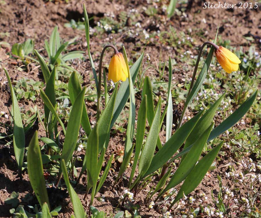 Yellow Bells, Yellow Fritillary, Yellow Missionbells: Fritillaria pudica (Synonyms: Lilium pudicum, Ochrocodon pudicus)