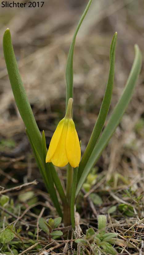 Yellow Bells, Yellow Fritillary, Yellow Missionbells: Fritillaria pudica (Synonyms: Lilium pudicum, Ochrocodon pudicus)