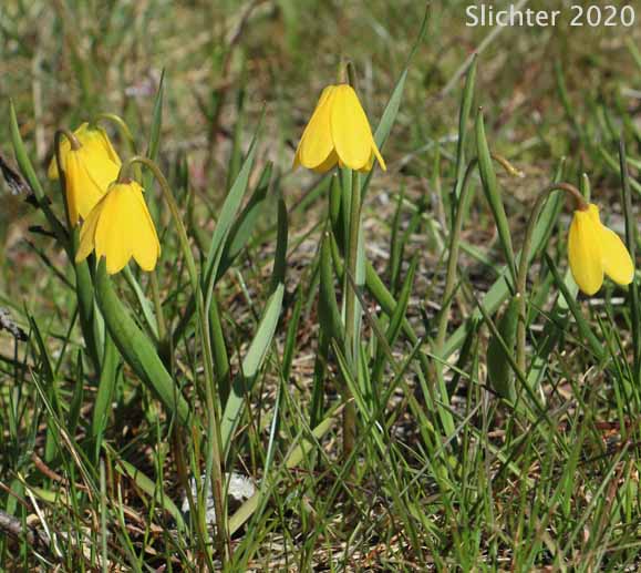 Yellow Bells, Yellow Fritillary, Yellow Missionbells: Fritillaria pudica (Synonyms: Lilium pudicum, Ochrocodon pudicus)
