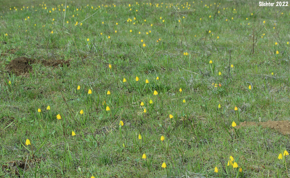 Habitat of Yellow Bells, Yellow Fritillary, Yellow Missionbells: Fritillaria pudica (Synonyms: Lilium pudicum, Ochrocodon pudicus)