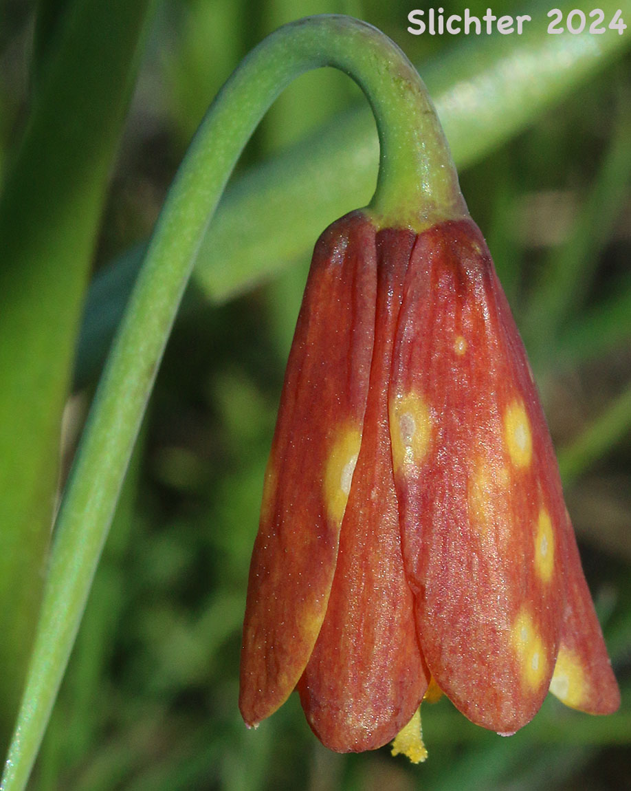 Flower of Yellow Bells, Yellow Fritillary, Yellow Missionbells: Fritillaria pudica (Synonyms: Lilium pudicum, Ochrocodon pudicus)