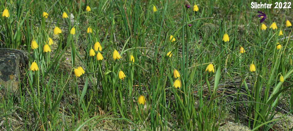 Yellow Bells, Yellow Fritillary, Yellow Missionbells: Fritillaria pudica (Synonyms: Lilium pudicum, Ochrocodon pudicus)