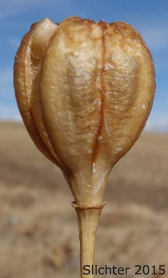 Dried seed pod of Yellow Bells, Yellow Fritillary, Yellow Missionbells: Fritillaria pudica (Synonyms: Lilium pudicum, Ochrocodon pudicus)