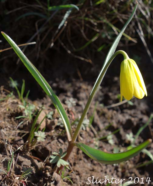 Yellow Bells, Yellow Fritillary, Yellow Missionbells: Fritillaria pudica (Synonyms: Lilium pudicum, Ochrocodon pudicus)