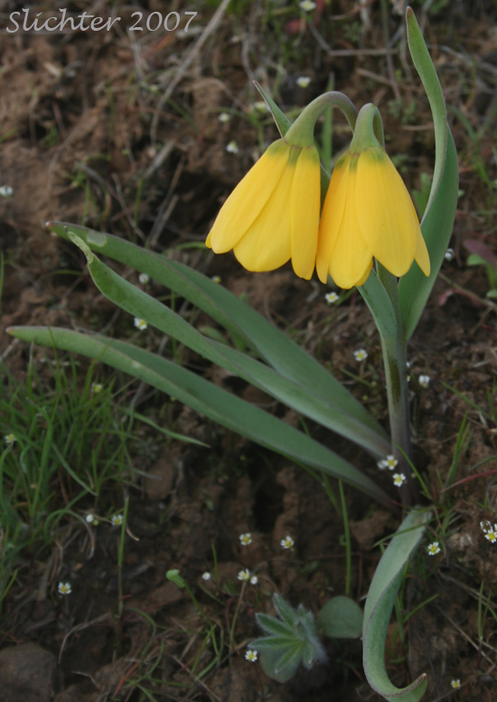 Yellow Bells: Fritillaria pudica