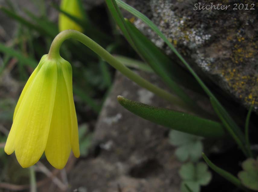 Yellow Bells, Yellow Fritillary, Yellow Missionbells: Fritillaria pudica (Synonyms: Lilium pudicum, Ochrocodon pudicus)