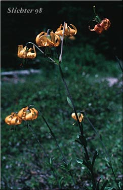 Columbia Lily, Columbian Lily, Oregon Lily, Tiger Lily: Lilium columbianum (Synonyms: Lilium canadense var. parviflorum, Lilium lucidum, Lilium parviflorum)