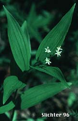 Small False Solomon's Seal, Star-flowered False Solomon Seal, Starry False Lily-of-the-valley, Starry False Solomon's Seal, Starry Solomon Plume: Maianthemum stellatum (Synonyms: Convallaria stellata, Smilacina liliacea, Smilacina sessilifolia, Smilacina stellata, Unifolium liliaceum, Unifolium sessilifolium, Unifolium stellatum, Vagnera liliacea, Vagnera sessilifolia, Vagnera stellata)