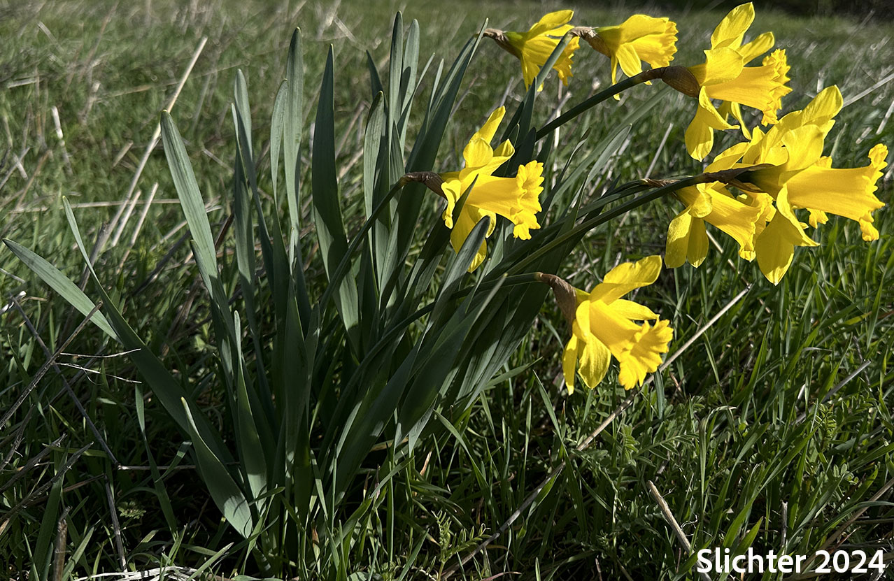 Daffodil: Narcissus pseudonarcissus