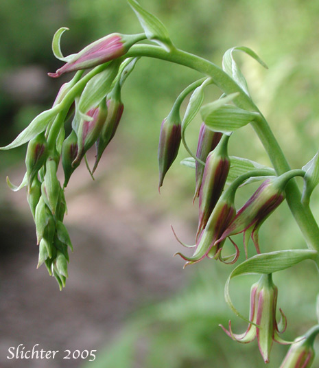 Bronze Bells, Mission Bells, Western Featherbells, Western Stenanthium: Anticlea occidentale (Synonyms: Stenanthium occidentale, Stenanthium rhombipetalum)