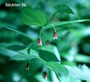 Rosy Twistedstalk, Rosy Twisted Stalk, Rosy Twisted-stalk, Simplestem Twistedstalk, Simple-stemmed Twisted-stalk: Streptopus lanceolatus (Synonyms: Strepatopus curvipes, Streptopus lanceolatus var. curvipes, Streptopus roseus, Streptopus roseus var. curvipes)