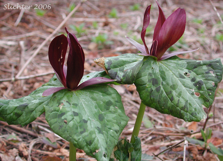 Giant Purple Wakerobin, Kurabayashii's Wakerobin: Trillium kurabayashii (Synonyms: Trillium angustipetalum, Trillium chloropetalum)