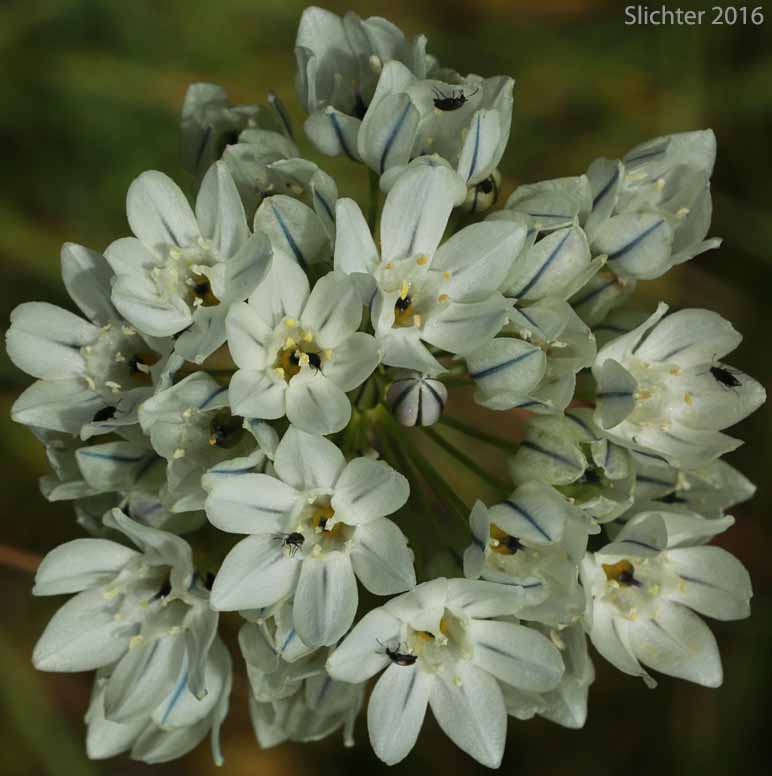 Hyacinth Cluster Lily: Triteleia hyacinthina