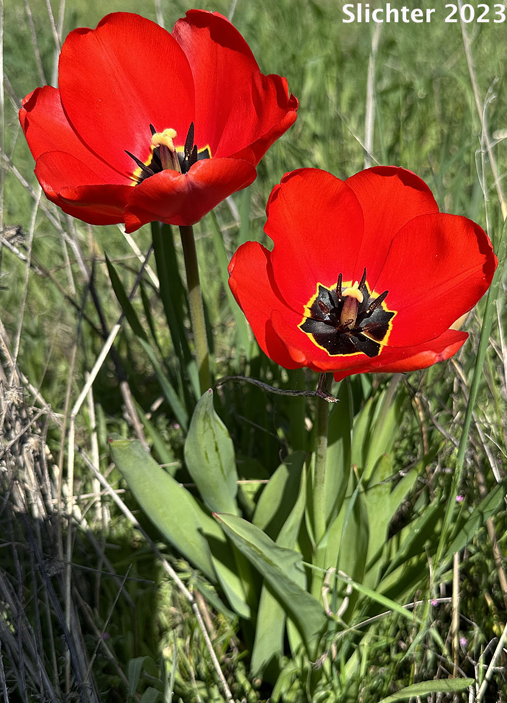Domestic Tulip: Tulipa sp.