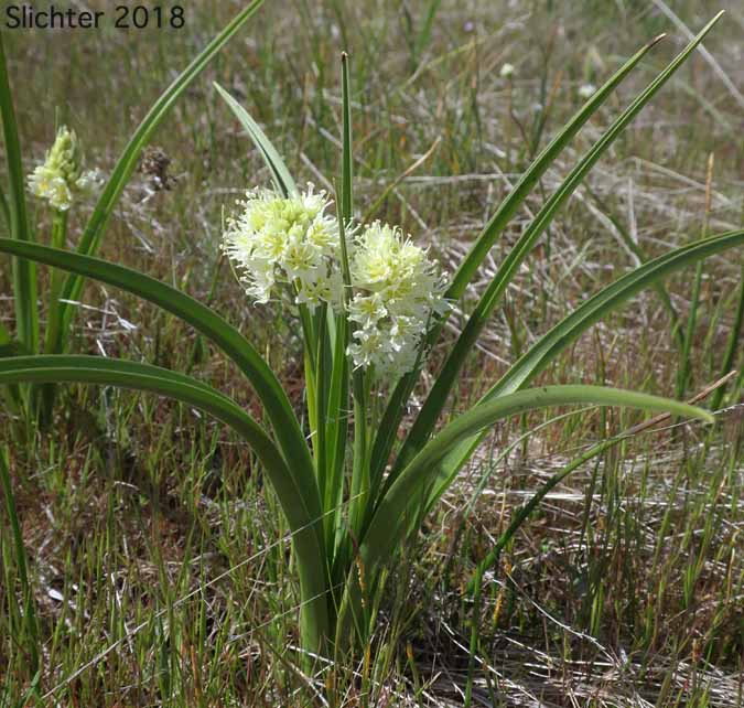 Common Death Camas, Deadly Zigadenus, Meadow Death Camas: Toxicoscordion venenosum (Synonyms: Toxicoscordion gramineum, Zigadenus gramineus, Zigadenus intermedius, Zigadenus venenosus, Zigadenus venenosus var. gramineus, Zigadenus venenosus var. venenosus)