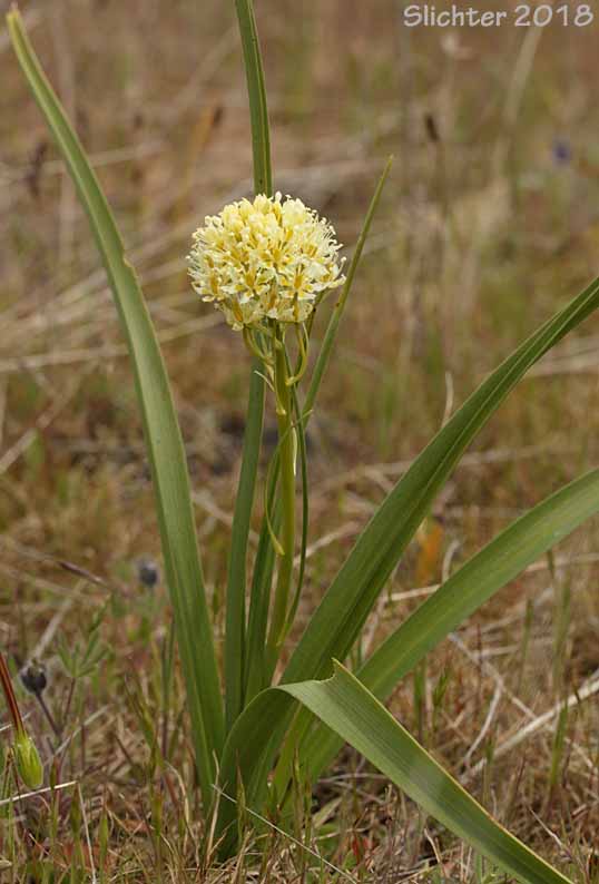 Common Death Camas, Deadly Zigadenus, Meadow Death Camas: Toxicoscordion venenosum (Synonyms: Toxicoscordion gramineum, Zigadenus gramineus, Zigadenus intermedius, Zigadenus venenosus, Zigadenus venenosus var. gramineus, Zigadenus venenosus var. venenosus)