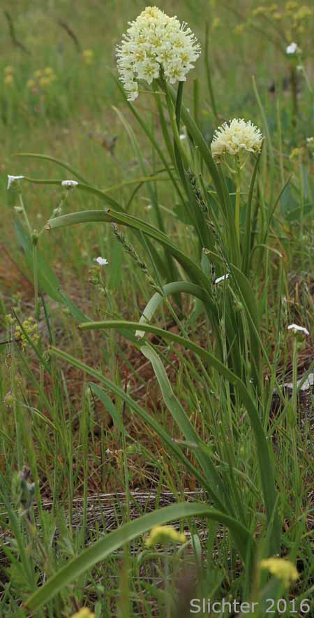 Common Death Camas, Deadly Zigadenus, Meadow Death Camas: Toxicoscordion venenosum (Synonyms: Toxicoscordion gramineum, Zigadenus gramineus, Zigadenus intermedius, Zigadenus venenosus, Zigadenus venenosus var. gramineus, Zigadenus venenosus var. venenosus)