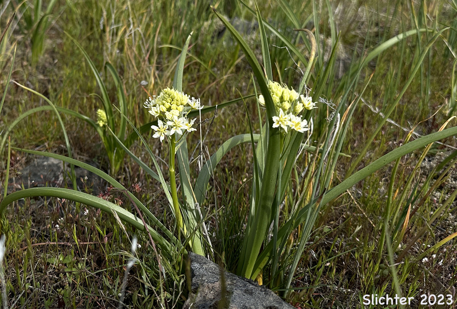 Common Death Camas, Deadly Zigadenus, Meadow Death Camas: Toxicoscordion venenosum (Synonyms: Toxicoscordion gramineum, Zigadenus gramineus, Zigadenus intermedius, Zigadenus venenosus, Zigadenus venenosus var. gramineus, Zigadenus venenosus var. venenosus)