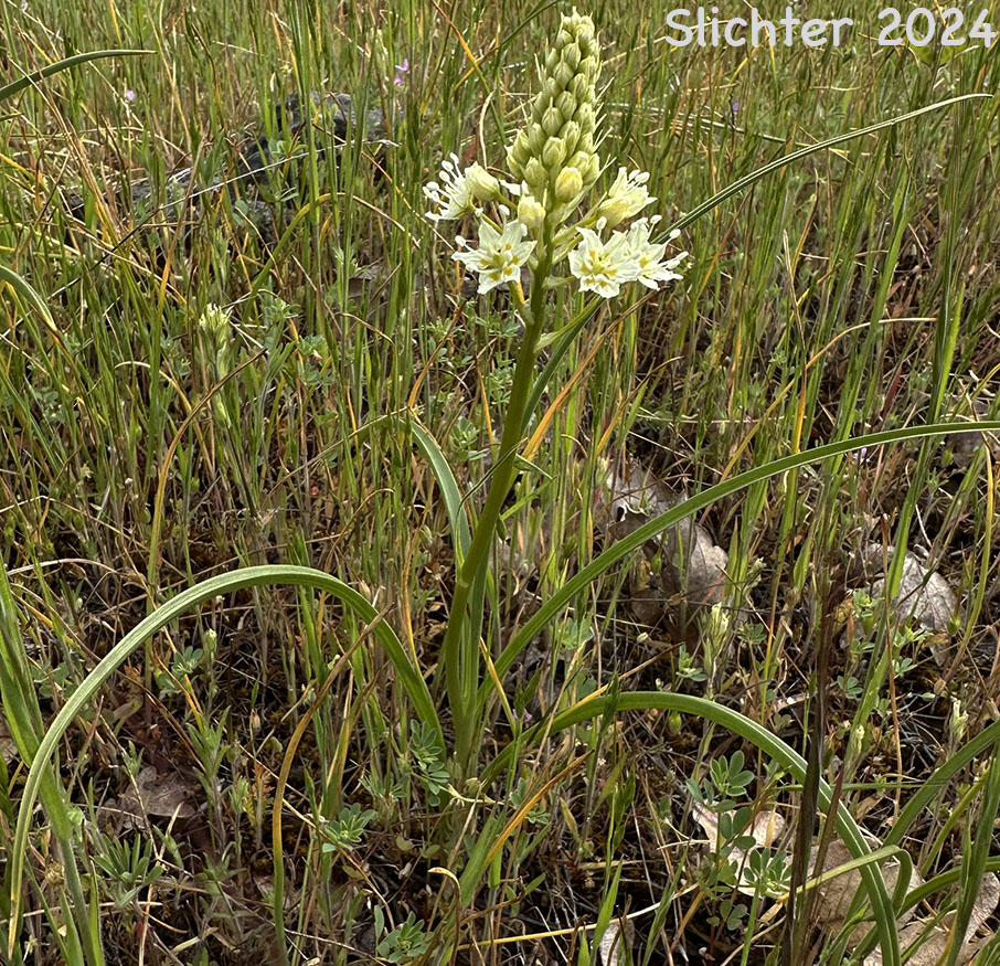 Common Death Camas, Deadly Zigadenus, Meadow Death Camas: Toxicoscordion venenosum (Synonyms: Toxicoscordion gramineum, Zigadenus gramineus, Zigadenus intermedius, Zigadenus venenosus, Zigadenus venenosus var. gramineus, Zigadenus venenosus var. venenosus)