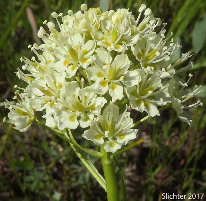 Common Death Camas, Deadly Zigadenus, Meadow Death Camas: Toxicoscordion venenosum (Synonyms: Toxicoscordion gramineum, Zigadenus gramineus, Zigadenus intermedius, Zigadenus venenosus, Zigadenus venenosus var. gramineus, Zigadenus venenosus var. venenosus)