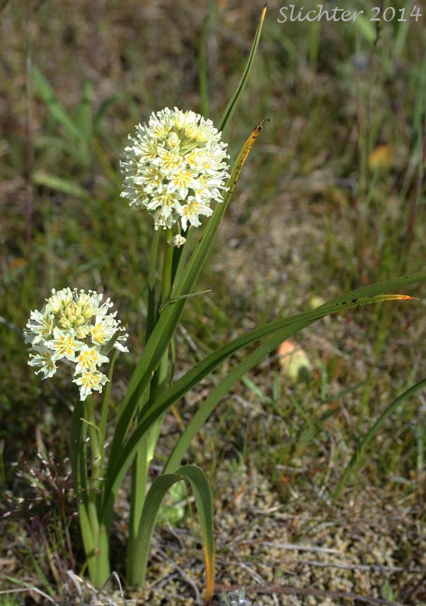 Common Death Camas, Deadly Zigadenus, Meadow Death Camas: Toxicoscordion venenosum (Synonyms: Toxicoscordion gramineum, Zigadenus gramineus, Zigadenus intermedius, Zigadenus venenosus, Zigadenus venenosus var. gramineus, Zigadenus venenosus var. venenosus)
