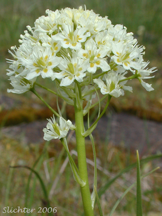 Inflorescence of Common Death Camas, Deadly Zigadenus, Meadow Death Camas: Toxicoscordion venenosum (Synonyms: Toxicoscordion gramineum, Zigadenus gramineus, Zigadenus intermedius, Zigadenus venenosus, Zigadenus venenosus var. gramineus, Zigadenus venenosus var. venenosus)