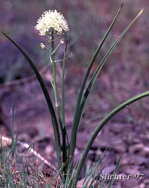 Common Death Camas, Deadly Zigadenus, Meadow Death Camas: Toxicoscordion venenosum (Synonyms: Toxicoscordion gramineum, Zigadenus gramineus, Zigadenus intermedius, Zigadenus venenosus, Zigadenus venenosus var. gramineus, Zigadenus venenosus var. venenosus)
