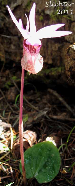 Calypso, Fairy Slipper, Fairy Slipper Orchid: Calypso bulbosa var. occidentalis (Synonym: Calypso bulbosa ssp. occidentalis)