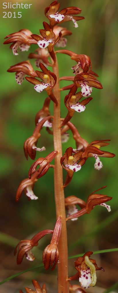 Inflorescence of Pacific Coralroot, Spotted Coralroot, Spotted Coral Root, Summer Coralroot, Western Spotted Coralroot: Corallorhiza maculata var. occidentalis (Synonyms: Corallorhiza grab-hamii, Corallorhiza leimbachiana, Corallorhiza maculata ssp. occidentalis, Corallorhiza multiflora var. occidentalis)