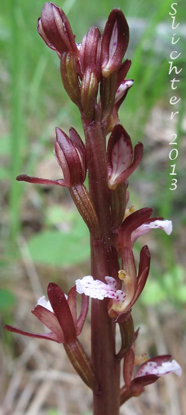 Pacific Coralroot, Spotted Coralroot, Spotted Coral Root, Summer Coralroot, Western Spotted Coralroot: Corallorhiza maculata var. occidentalis (Synonyms: Corallorhiza grab-hamii, Corallorhiza leimbachiana, Corallorhiza maculata ssp. occidentalis, Corallorhiza multiflora var. occidentalis)