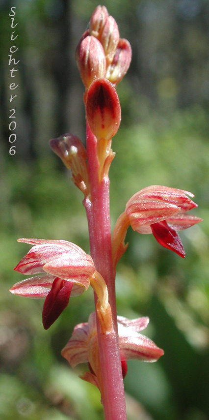Striped Coralroot, Striped Coral Root, Hooded Coralroot: Corallorhiza striata var. striata (Synonyms: Corallorhiza macraei, Corallorhiza ochroleuca, Corallorhiza striata var. flavida, Corallorhiza striata var. ochroleuca)