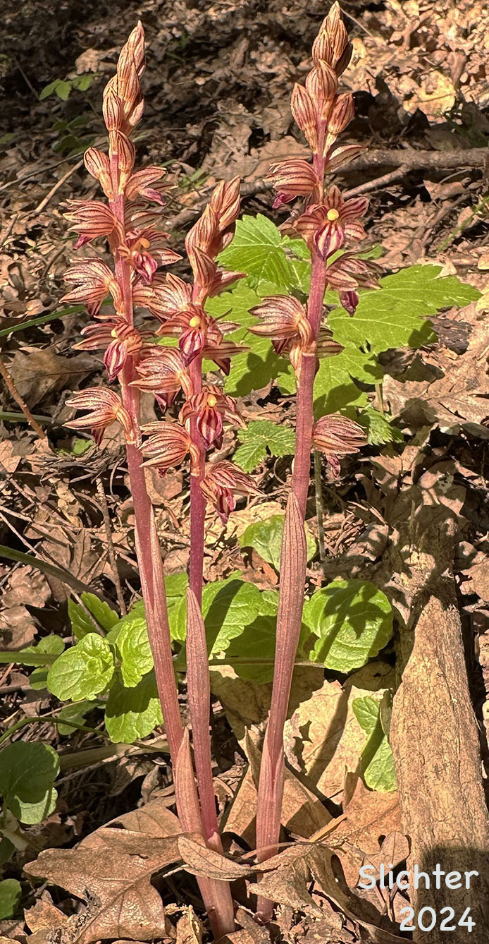 Striped Coralroot, Striped Coral Root, Hooded Coralroot: Corallorhiza striata var. striata (Synonyms: Corallorhiza macraei, Corallorhiza ochroleuca, Corallorhiza striata var. flavida, Corallorhiza striata var. ochroleuca)