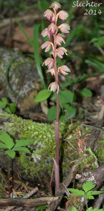Striped Coralroot, Striped Coral Root, Hooded Coralroot: Corallorhiza striata var. striata (Synonyms: Corallorhiza macraei, Corallorhiza ochroleuca, Corallorhiza striata var. flavida, Corallorhiza striata var. ochroleuca)