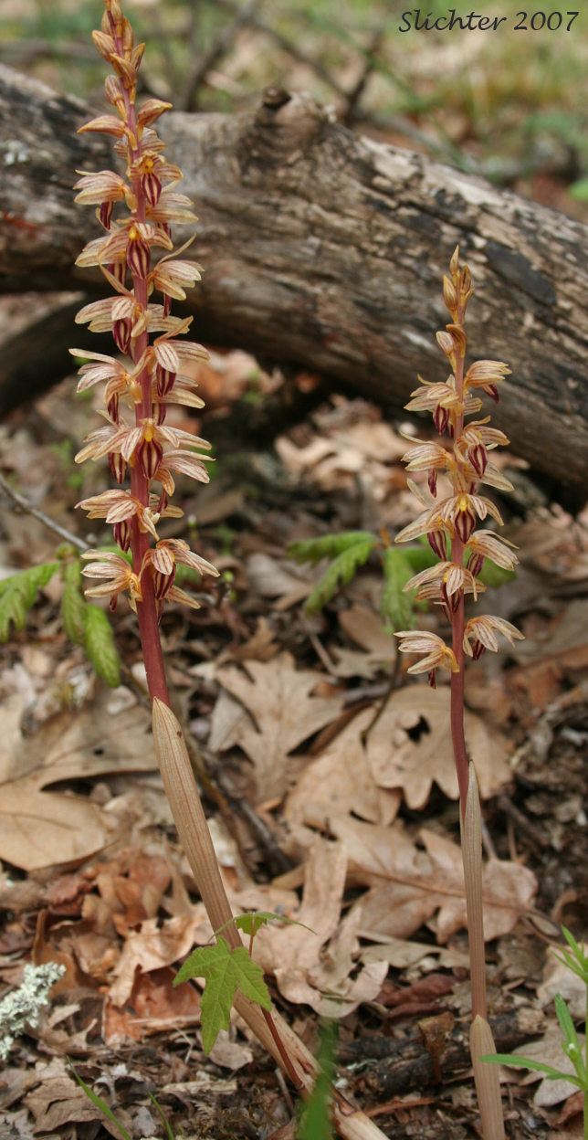 Striped Coralroot, Striped Coral Root, Hooded Coralroot: Corallorhiza striata var. striata (Synonyms: Corallorhiza macraei, Corallorhiza ochroleuca, Corallorhiza striata var. flavida, Corallorhiza striata var. ochroleuca)