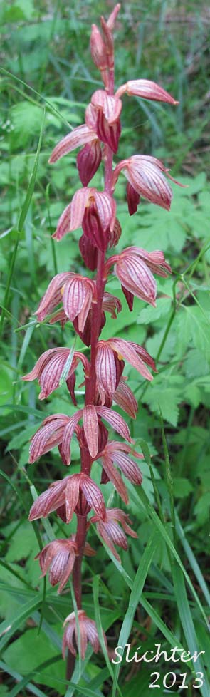 Striped Coralroot, Striped Coral Root, Hooded Coralroot: Corallorhiza striata var. striata (Synonyms: Corallorhiza macraei, Corallorhiza ochroleuca, Corallorhiza striata var. flavida, Corallorhiza striata var. ochroleuca)