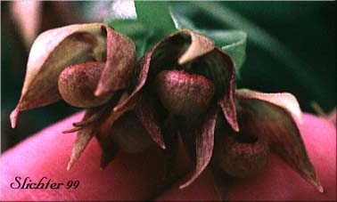 Clustered Lady Slipper, Clustered Lady's Slipper: Cypripedium fasciculatum (Synonym: Cypripedium knightiae)