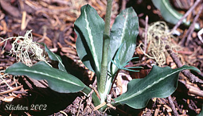 Basal leaves of Giant Rattlesnake Plantain, Green-leaf Rattlesnake-plantain, Rattlesnake Plantain, Western Rattlesnake Plantain: Goodyera oblongifolia (Synonyms: Goodyera decipiens, Goodyera oblongifolia var. reticulata, Peramium decipiens, Peramium menziesii)