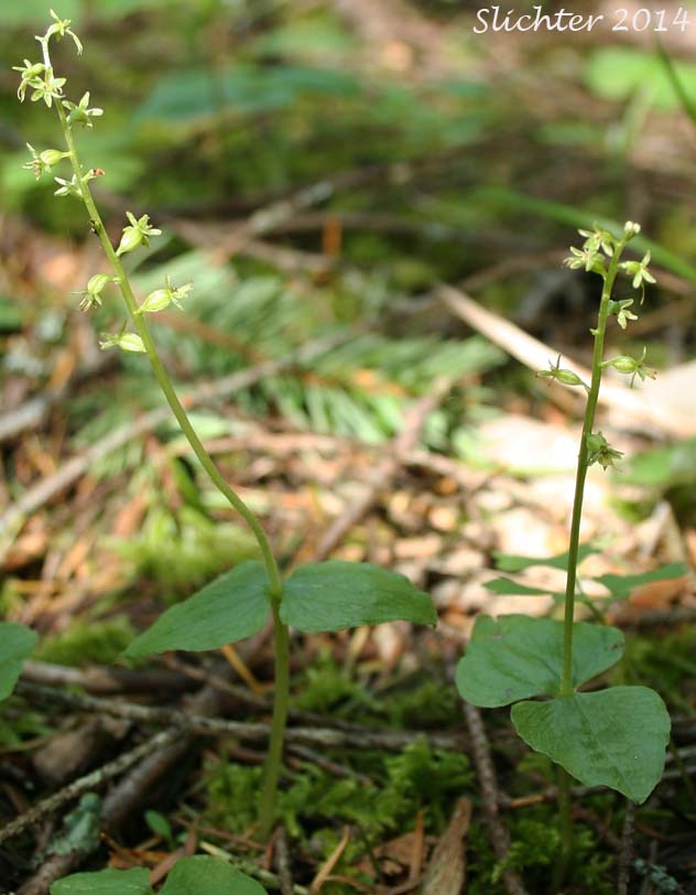 Northwest Twayblade, Northwestern Twayblade, Western Twayblade: Neottia  caurina (Synonyms: Listera banksiana, Listera caurina, Listera retusa, Ophrys caurina)