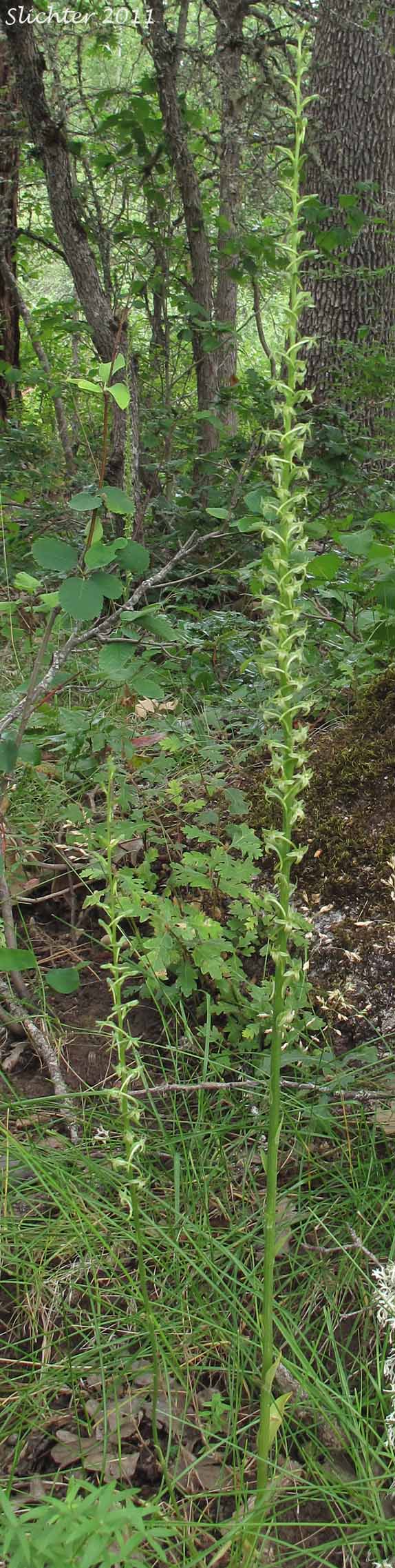Denseflower Rein Orchid, Dense-flower Rein Orchid, Green-flowered Piperia: Platanthera elongata (Synonyms: Habenaria unalascensis ssp. elata, Habenaria unalascensis var. elata, Piperia elegans var. elata, Piperia elongata, Piperia lancifolia, Piperia longispica, Platanthera unalascensis ssp. elata)