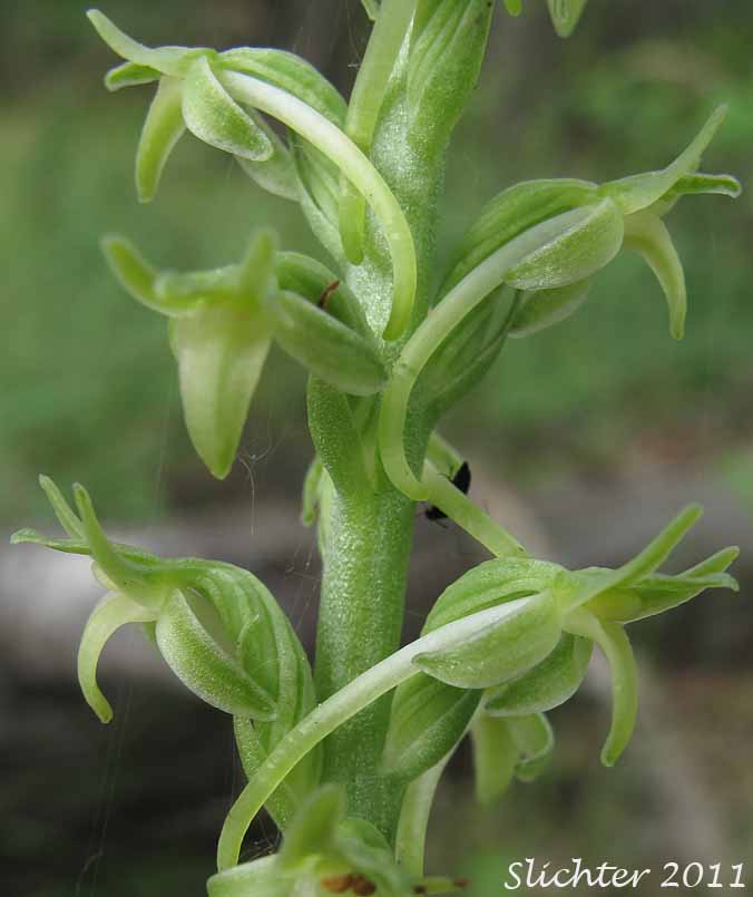 Close-up of the flowers of Denseflower Rein Orchid, Dense-flower Rein Orchid, Green-flowered Piperia: Platanthera elongata (Synonyms: Habenaria unalascensis ssp. elata, Habenaria unalascensis var. elata, Piperia elegans var. elata, Piperia elongata, Piperia lancifolia, Piperia longispica, Platanthera unalascensis ssp. elata)