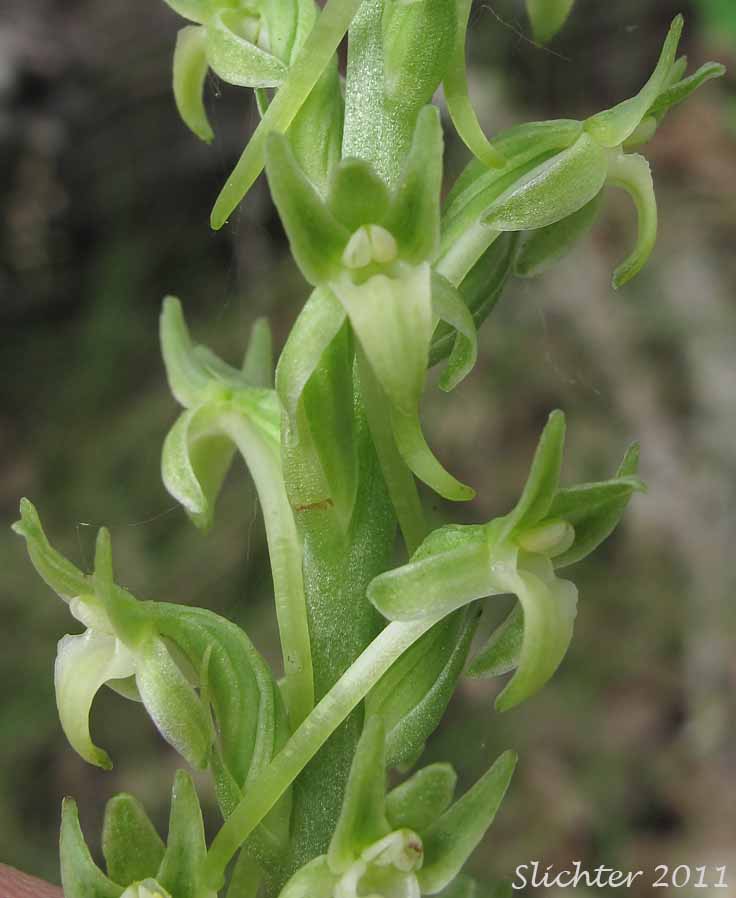 Close-up of the flowers of Denseflower Rein Orchid, Dense-flower Rein Orchid, Green-flowered Piperia: Platanthera elongata (Synonyms: Habenaria unalascensis ssp. elata, Habenaria unalascensis var. elata, Piperia elegans var. elata, Piperia elongata, Piperia lancifolia, Piperia longispica, Platanthera unalascensis ssp. elata)