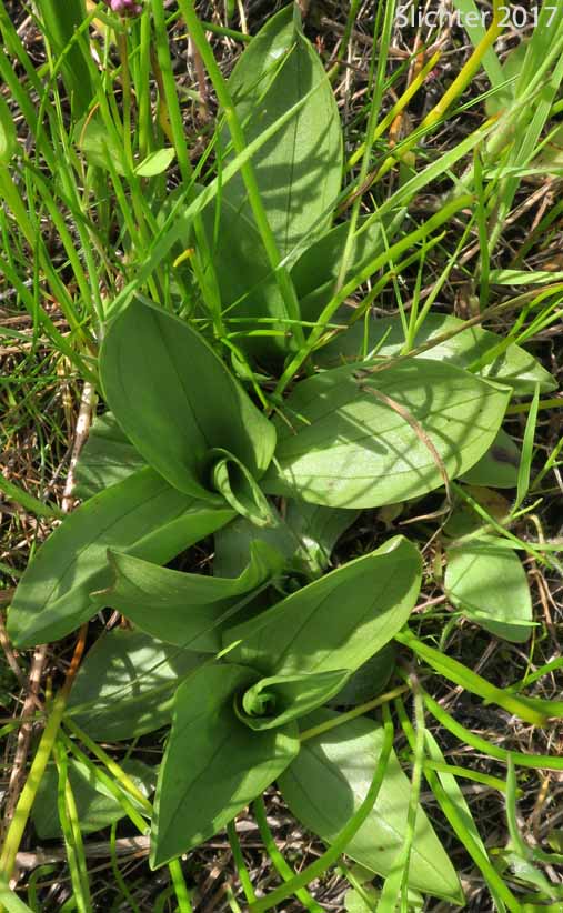 Basal leaves of Creamy Ladies'-tresses, Creamy Lady's Tress, Western Ladies'-tresses, Western Ladies' Tresses: Spiranthes porrifolia (Synonym: Spiranthes romanzoffiana var. porrifolia)