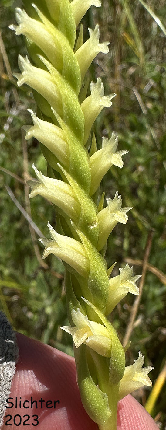 Creamy Ladies'-tresses, Creamy Lady's Tress, Western Ladies'-tresses, Western Ladies' Tresses: Spiranthes porrifolia (Synonym: Spiranthes romanzoffiana var. porrifolia)