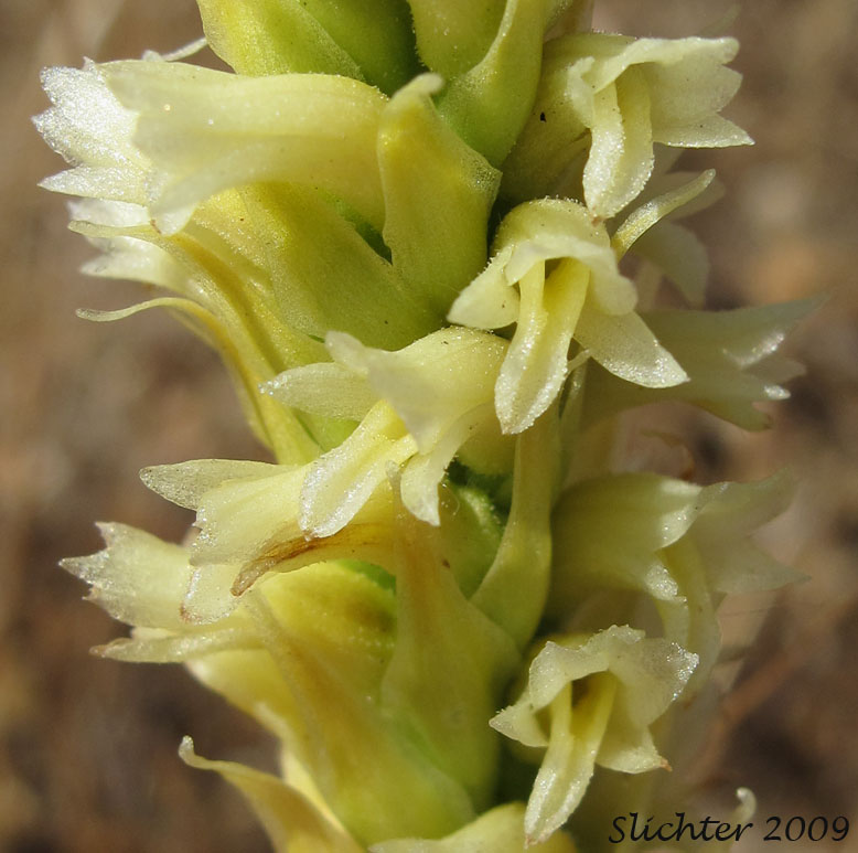 Close-ups of the flowers of Creamy Ladies'-tresses, Creamy Lady's Tress, Western Ladies'-tresses, Western Ladies' Tresses: Spiranthes porrifolia (Synonym: Spiranthes romanzoffiana var. porrifolia)