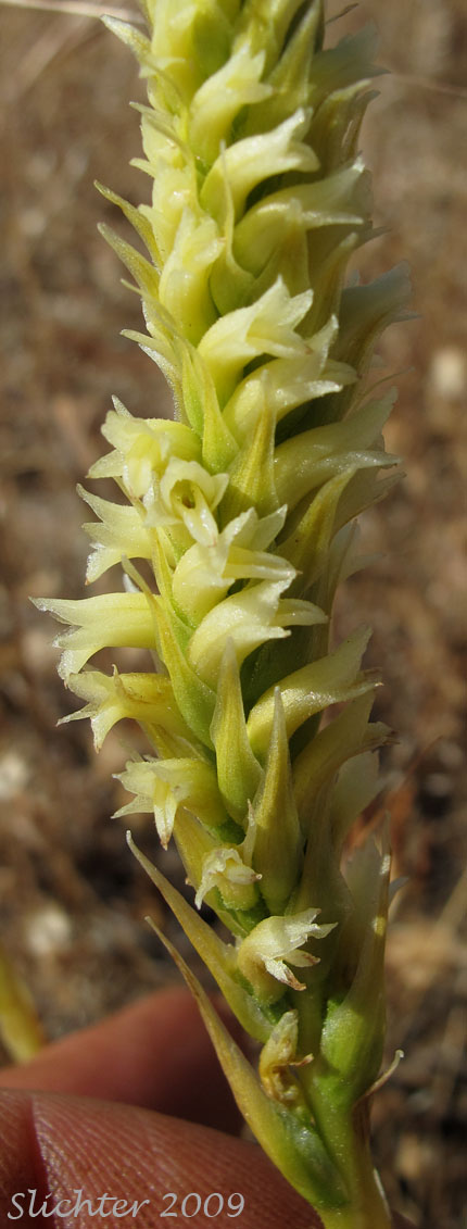 Creamy Ladies'-tresses, Creamy Lady's Tress, Western Ladies'-tresses, Western Ladies' Tresses: Spiranthes porrifolia (Synonym: Spiranthes romanzoffiana var. porrifolia)