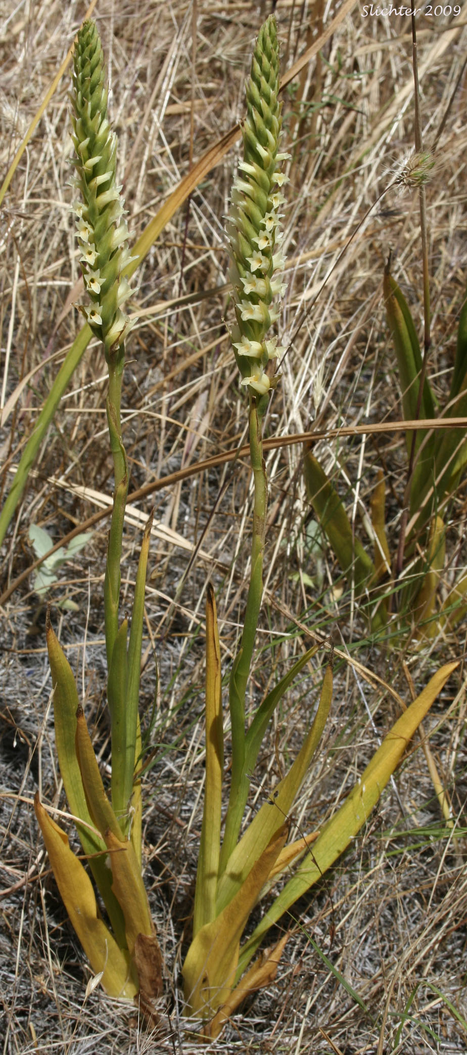 Creamy Ladies'-tresses, Creamy Lady's Tress, Western Ladies'-tresses, Western Ladies' Tresses: Spiranthes porrifolia (Synonym: Spiranthes romanzoffiana var. porrifolia)