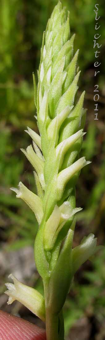 Inflorescence of Creamy Ladies'-tresses, Creamy Lady's Tress, Western Ladies'-tresses, Western Ladies' Tresses: Spiranthes porrifolia (Synonym: Spiranthes romanzoffiana var. porrifolia)