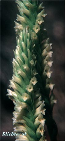 Inflorescence of Creamy Ladies'-tresses, Creamy Lady's Tress, Western Ladies'-tresses, Western Ladies' Tresses: Spiranthes porrifolia (Synonym: Spiranthes romanzoffiana var. porrifolia)