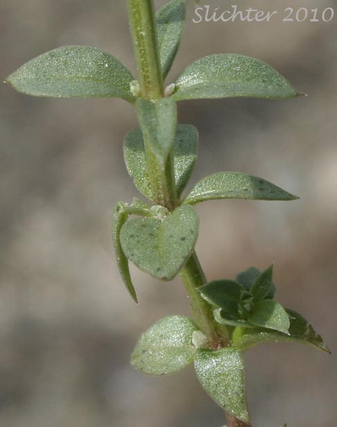 Whorled stem leaves of Intermountain Bedstraw, Serpentine Bedstraw : Galium serpenticum (Synonym: Galium serpenticum ssp. warnerense)